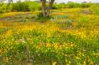 USA, Texas, Hill Country. Blooming Huisache daisies. Art Print